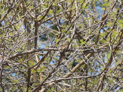 Spermestes cucullata scutata