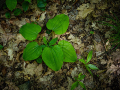 Smilax herbacea