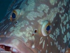 Epinephelus marginatus
