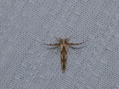 Stathmopoda stimulata