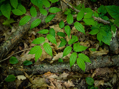 Prosartes lanuginosa