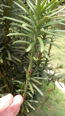 Taxus baccata