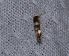 Stathmopoda paradiplaspis