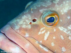 Epinephelus marginatus