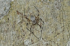 Herennia multipuncta