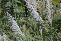 Saccharum spontaneum