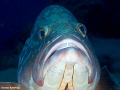 Epinephelus marginatus