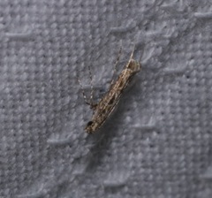 Stomphastis polygoni