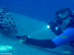 Epinephelus marginatus