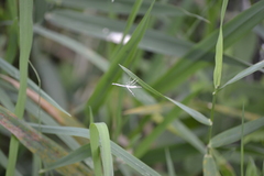 Platyptilia