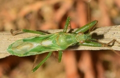 Nabis viridulus