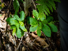 Rhododendron