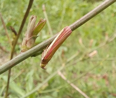 Oncocera semirubella