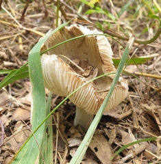 Russula