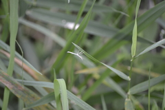 Platyptilia