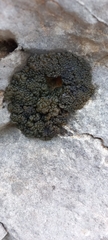 Lichinaceae