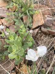 Mandevilla macrosiphon