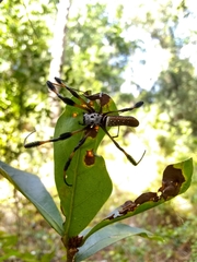 Trichonephila clavipes