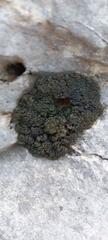 Lichinaceae