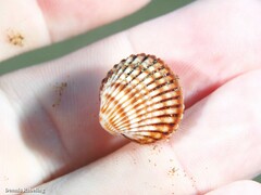Acanthocardia tuberculata