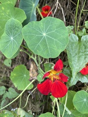 Tropaeolum majus