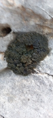 Lichinaceae
