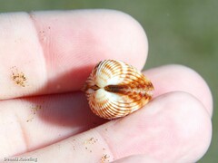Acanthocardia tuberculata