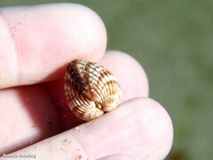 Acanthocardia tuberculata