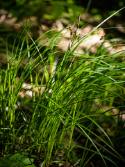Carex pensylvanica