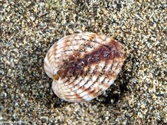 Acanthocardia tuberculata