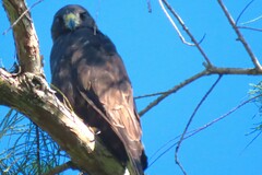 Buteo brachyurus