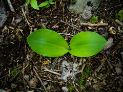Clintonia umbellulata