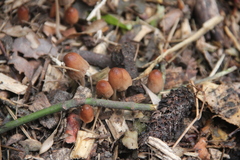 Parasola auricoma