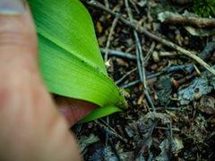 Clintonia umbellulata