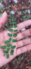 Pellaea intermedia