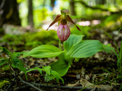Cypripedium acaule