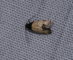 Tyrolimnas anthraconesa