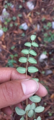 Pellaea intermedia