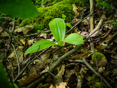 Clintonia umbellulata