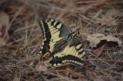 Papilio machaon