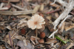 Parasola auricoma
