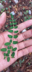 Pellaea intermedia
