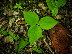 Trillium undulatum