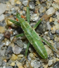 Nabis viridulus