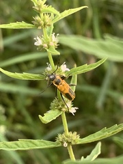 Chauliognathus pensylvanicus