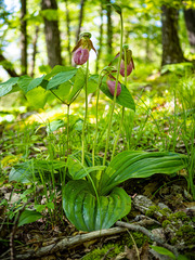 Cypripedium acaule