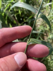 Echinochloa walteri