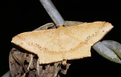 Krananda falcata