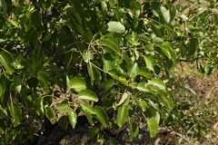 Pyrus