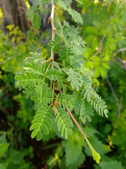 Havardia acatlensis